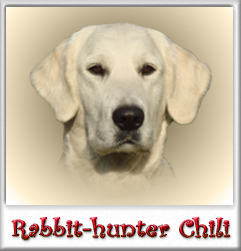 Rabbit-hunter Chili